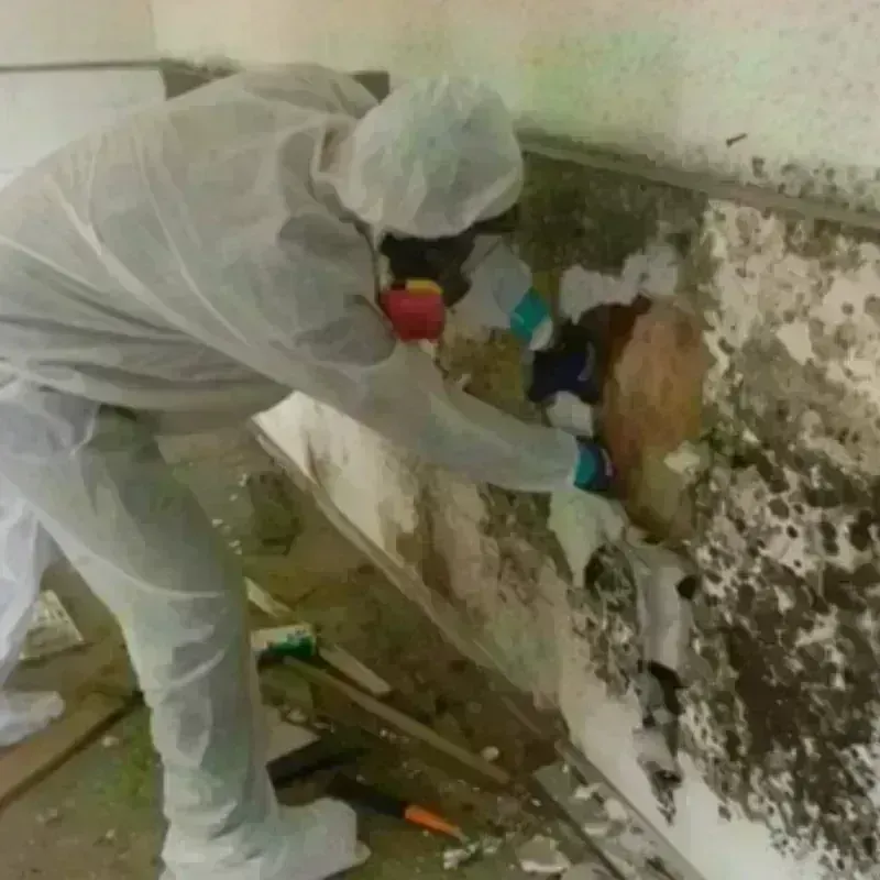 Mold Remediation and Removal in Collinsville, VA